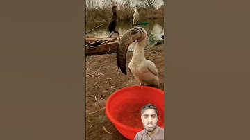 সূরা আল-ইখলাস এগজোন ইব্রাহিমি তেলাওয়াত #egzonibrahimi #سورة_الإخلاص #surah_ikhlas #ikhlas
