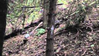 Jack Russell At Work 14