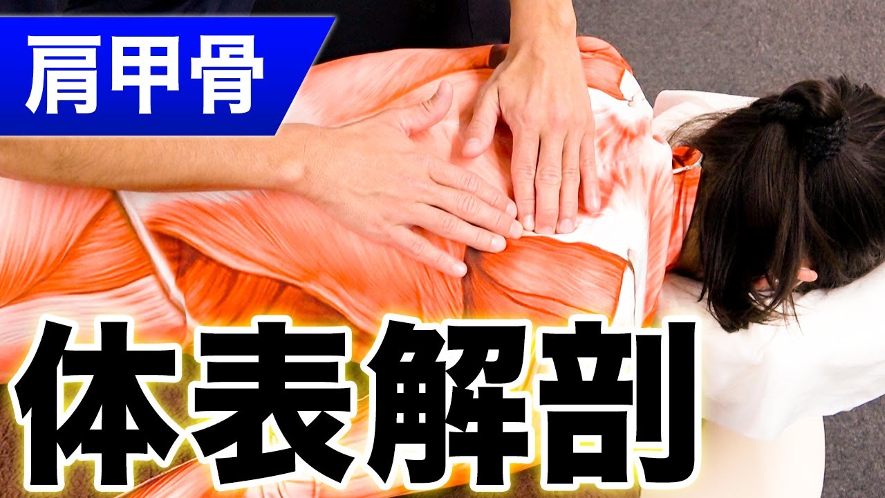 【この1本で全部分かる】肩甲骨の触診法が全て学べる体表解剖！【※治療家は絶対見て】