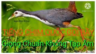 Tiếng Chim Quốc Gọi Bầy. Giọng Chuẩn Không Tạp Âm 2020- Huỳnh Đức TN Vlogs