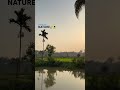 Beauty of nature🌼☺️#youtubeshorts #reelviral #naturelovers #videocapture #subscribetomychannel