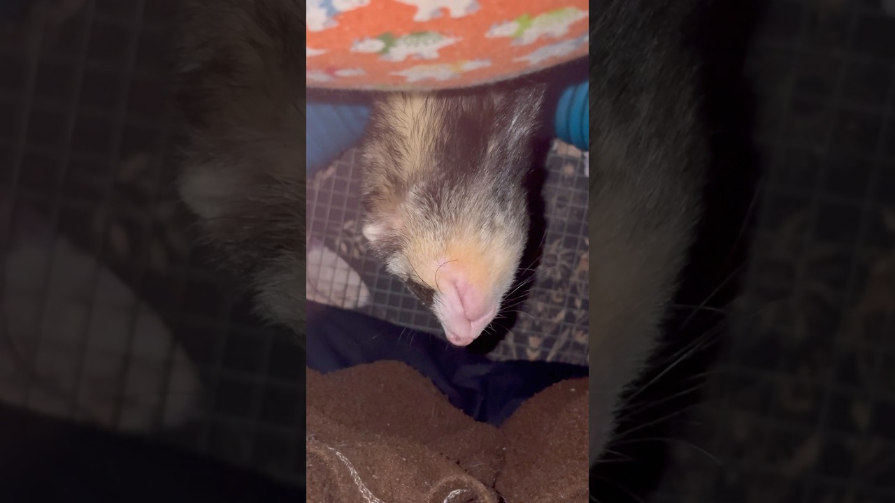 Matayo is the dopiest￼ softy of a ferret I’ve ever known 😆🥰 #ferret #pets #petlove #funnypets #fyp