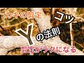 柿の木の剪定#6 楽になるコツ Yの法則