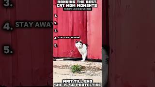 Wait till end it's so good. #cat #cats #catshorts #funnycats #cutecat #catmom #catmoments