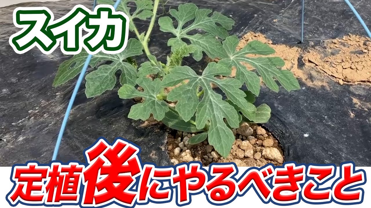 【スイカ】定植後にこれやらないと育ちが悪くなります　沢山収穫するには