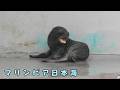 【マリンピア日本海】 雨の中でも元気なトドの赤ちゃん(260702)