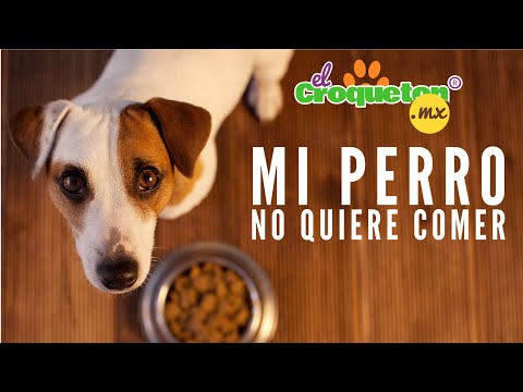 Video: Que Hacer Si Tu Perro No Come