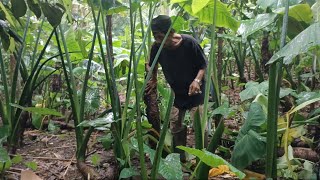 Value Chain of Beneng Taro Plant Parts