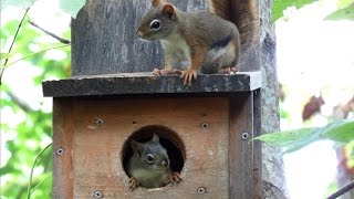 Red Squirrel Alarm and Bark Calls