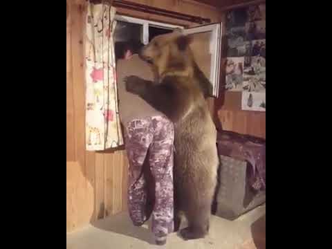 Video: Che Aspetto Ha Un Orso