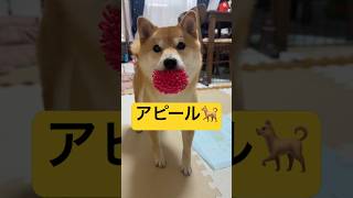月イチ恒例🐕#柴犬 #豆柴 #shibainu #犬 #犬のいる暮らし #shorts