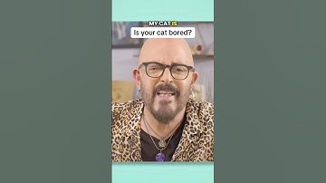 Is your cat bored? #cats #cattips #boredom