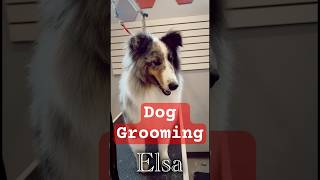 Finition d’Elsa 🩷❄️ #chiens #dogs #grooming #toilettage #doggrooming