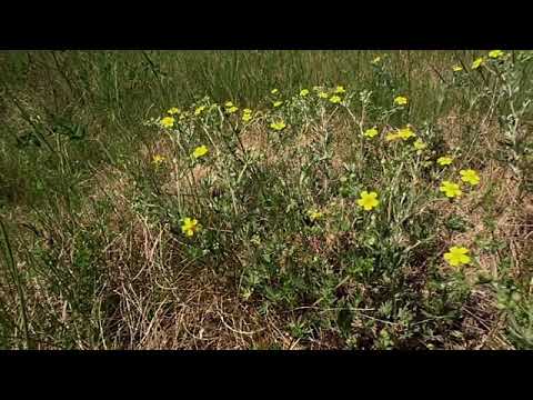 Video: Sudraba Cinquefoil