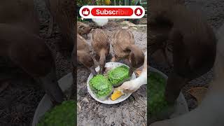 Ducks Celebrate 75 Subs... With A Pea Buffet