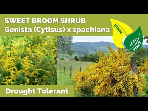 Video: Sweet Broom Info: groeiende zoete bezemstruik in landschappen