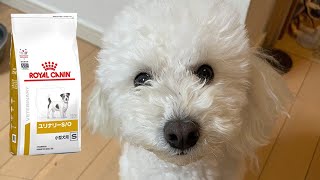 食いつきが悪いので高級な餌で良くなるか？【ロイヤルカナン】