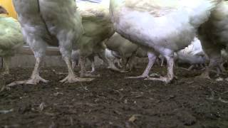 Cavaga Poultry Farm in Bua.mp4