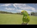 Aztec (Amazon Parrot) Flying Slow Motion