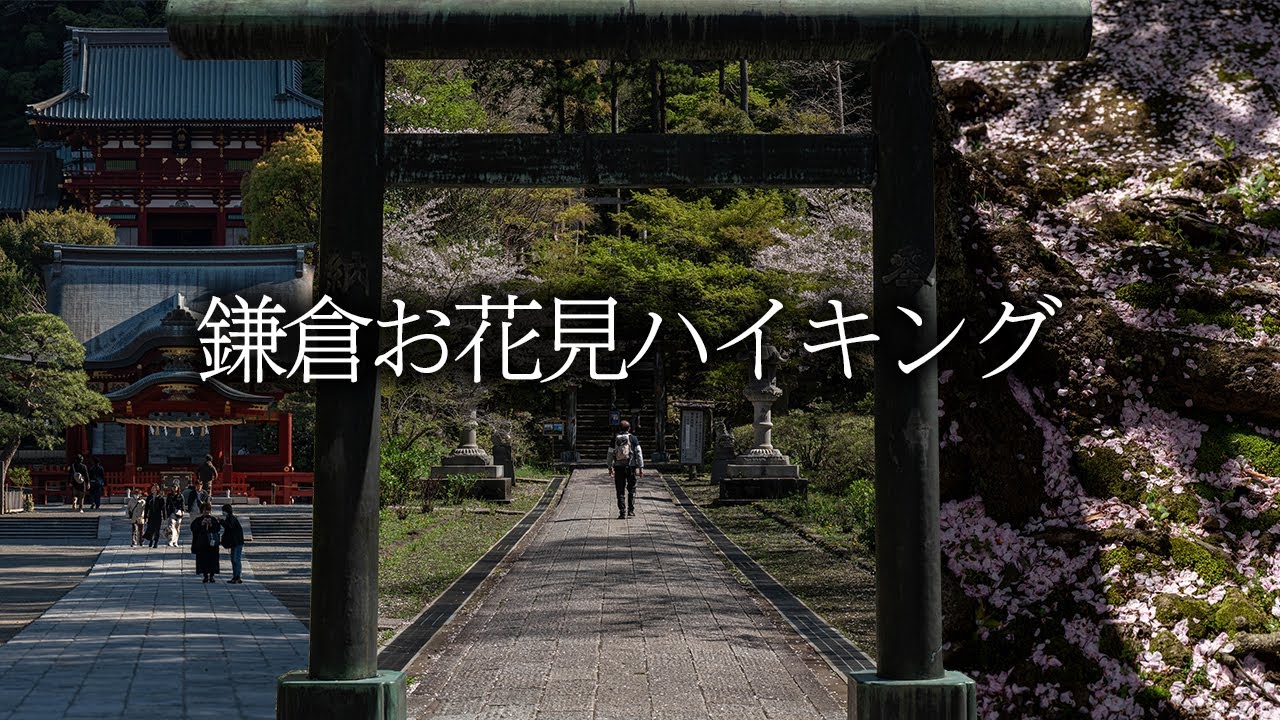 散り始めた桜を見ながら鎌倉をハイキングしてきました