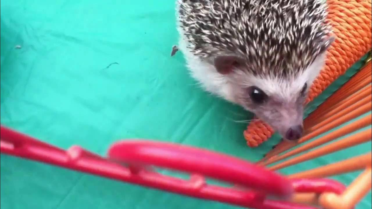 Cats and Hedgehog Playing YouTube