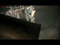 Middle of video