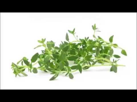 Thyme Herb & its health Benefits