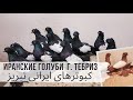 Иранские голуби. г. Тебриз. کبوترهای ایرانی تبریز. Iranian pigeons Tabriz.