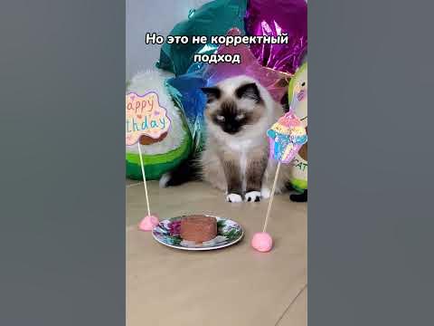Как считать человеческий возраст кошек 😄 - YouTube