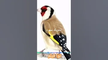 صدای مخصوص تحریک سهره 