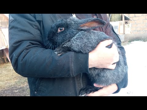 Как правильно держать кролика в руках, можно ли держать за уши? / Новые крольчата / обзор крольчих