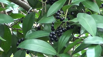 Cây Cơm Nguội - Dược Liệu Chữa Bệnh Hiệu Nghiệm