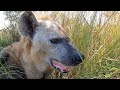 Hyena Mythbusters | The Lion Whisperer