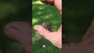 Ferdinand Da Cicada