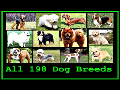 Video: How Many Types Of Dogs Are There In The World