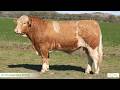 Lot 31 Lucrana Venom V233 (P)