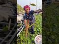 Wow catfish catching idea by bamboo traps 09 #fishing #shorts #nature #village
