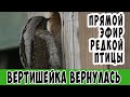 Вертишейка и ее птенцы в прямом эфире 26 июня 22  с 20-35