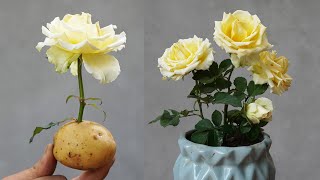 Potato Power The Secret to Growing Roses from Cuttings by DIY Garden World 44,711 views 3 months ago 7 minutes, 17 seconds