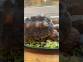 #youtubevideo#fypyoutube#pageforyou #foryoypage#turtle#goodavibes#goodmorning#thankyouforwatching🐢