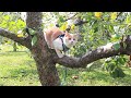 带我家猫去采摘苹果，满园子的树木她好开心。面对小孩子的追逐和抚摸也很友好淡定。[ Petlog 9 ]