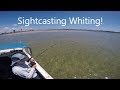 SIGHTCASTING WHITING in 6 inches of water!!! (15cm deep!)