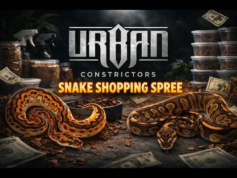 New Pick Ups Part 2. Urban Constrictors!