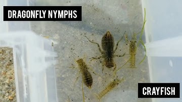 Aquatic Macroinvertebrates!