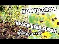 HOW TO GROW RUDBECKIA BLACK EYED SUSAN FROM SEED / SOWING / SEED SAVING // A BEAUTIFUL NEST