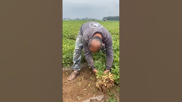 RT lal40441866 mini rotary tillage and ridging all-in one tree 🌲 short view