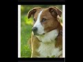 pinscher austriaco