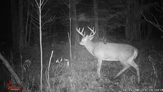 Buck Called Tank And A Mystery Animal-Me 2019