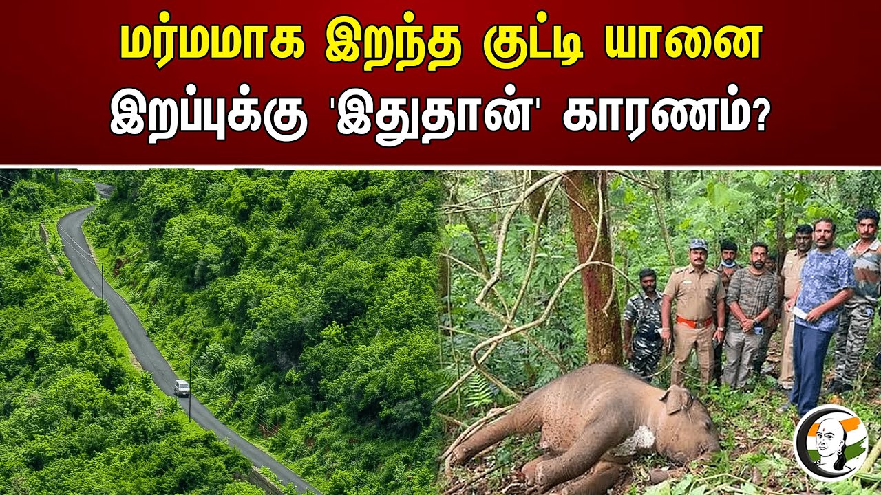 மர்மமாக இறந்த குட்டி யானை இறப்புக்கு 'இதுதான்' காரணம்? | Mysterious baby elephant death