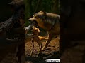 Wolf vs Crocodile 🐺🐊 | Baby Deer Rescue in Jungle #shortvideo #shorts #short #funnyshorts #cute